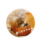 むぎちゃんの日常①（個別スタンプ：9）