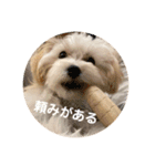 むぎちゃんの日常①（個別スタンプ：10）
