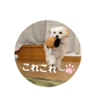 むぎちゃんの日常①（個別スタンプ：11）
