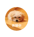 むぎちゃんの日常①（個別スタンプ：12）