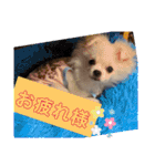 かわいいわんこスタンプ2（個別スタンプ：1）
