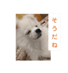 かわいいわんこスタンプ2（個別スタンプ：2）
