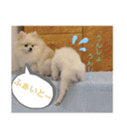 かわいいわんこスタンプ2（個別スタンプ：6）