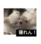 かわいいわんこスタンプ2（個別スタンプ：10）