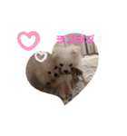 かわいいわんこスタンプ2（個別スタンプ：14）
