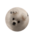 かわいいわんこスタンプ2（個別スタンプ：21）