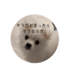 かわいいわんこスタンプ2（個別スタンプ：22）