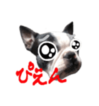 ボストンテリアのかわいいスタンプ（個別スタンプ：16）