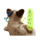 星家のワンコロスタンプ2（個別スタンプ：3）