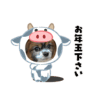 星家のワンコロスタンプ2（個別スタンプ：9）