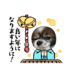 星家のワンコロスタンプ2（個別スタンプ：11）