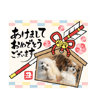 星家のワンコロスタンプ2（個別スタンプ：12）