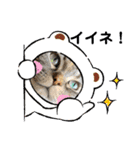 「ニャン！」しらすスタンプ（個別スタンプ：1）