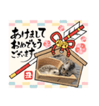 「ニャン！」しらすスタンプ（個別スタンプ：10）