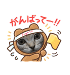 「ニャン！」しらすスタンプ（個別スタンプ：22）