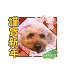 お正月〜チョコスタンプ（個別スタンプ：3）