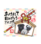 トイプー クルミ（個別スタンプ：1）