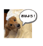我が家のおじいちゃん犬.クリ（個別スタンプ：1）