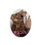 我が家のおじいちゃん犬.クリ（個別スタンプ：3）