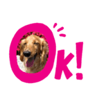 我が家のおじいちゃん犬.クリ（個別スタンプ：5）