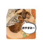 我が家のおじいちゃん犬.クリ（個別スタンプ：6）