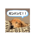 我が家のおじいちゃん犬.クリ（個別スタンプ：7）