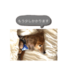 我が家のおじいちゃん犬.クリ（個別スタンプ：8）