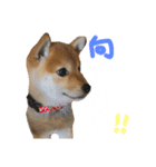 きなこのすたんぷ、①（個別スタンプ：2）