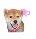 きなこのすたんぷ、①（個別スタンプ：4）