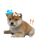 きなこのすたんぷ、①（個別スタンプ：5）