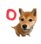 きなこのすたんぷ、①（個別スタンプ：6）