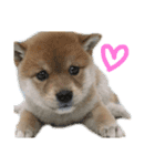 きなこのすたんぷ、①（個別スタンプ：7）