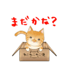 ぷにぷにねこちゃんすたんぷ（個別スタンプ：24）