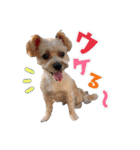 ♡クレアファミリーご挨拶編♡（個別スタンプ：10）