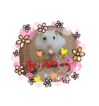 ハムすた ざらめちゃん♪（個別スタンプ：1）