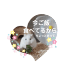 ハムすた ざらめちゃん♪（個別スタンプ：2）