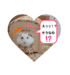 ハムすた ざらめちゃん♪（個別スタンプ：3）