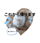 ハムすた ざらめちゃん♪（個別スタンプ：4）