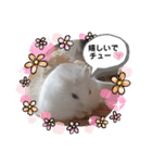 ハムすた ざらめちゃん♪（個別スタンプ：8）