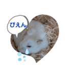 ハムすた ざらめちゃん♪（個別スタンプ：10）