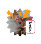 ハムすた ざらめちゃん♪（個別スタンプ：11）
