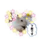 ハムすた ざらめちゃん♪（個別スタンプ：13）