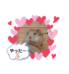ハムすた ざらめちゃん♪（個別スタンプ：16）