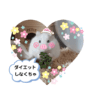 ハムすた ざらめちゃん♪（個別スタンプ：17）