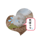 ハムすた ざらめちゃん♪（個別スタンプ：18）