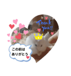 ハムすた ざらめちゃん♪（個別スタンプ：19）