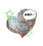 ハムすた ざらめちゃん♪（個別スタンプ：20）