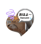 ハムすた ざらめちゃん♪（個別スタンプ：21）