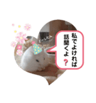 ハムすた ざらめちゃん♪（個別スタンプ：22）
