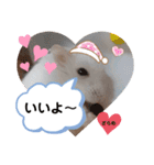 ハムすた ざらめちゃん♪（個別スタンプ：23）